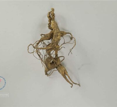 遠年美國野生圓泡參