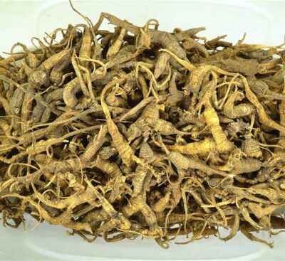 遠年美國野生短泡參