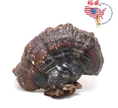 美國原朵野生赤靈芝